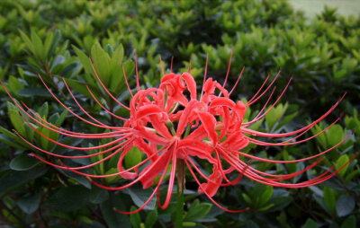 石蒜花(lycoris radiata 又名龙爪,龙爪花,山乌毒,俗称老鸦蒜,蒜头草