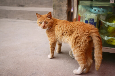 香纸沟 庭院猫