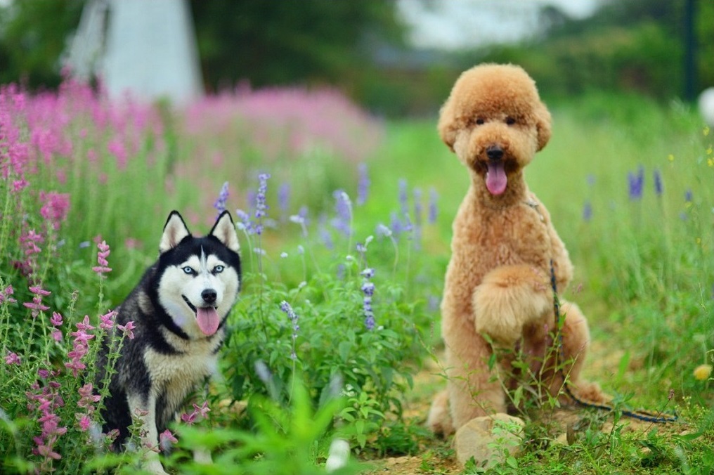 北门摄影 的爱犬豆豆和不知名的可爱大狗狗 这两只都是又2又萌系的