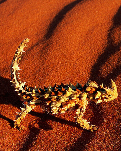沙漠里的蜥蜴.