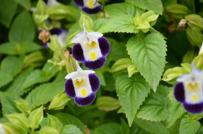 花腋生或顶生总状花序,花色有紫青色,桃红色,兰紫,深桃红色及紫色等