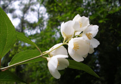 山梅花属中的一种北方山林常见多年生落叶灌木植物,枝叶茂密,花乳黄而