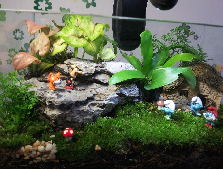 苔藓草缸绿植造景362589151