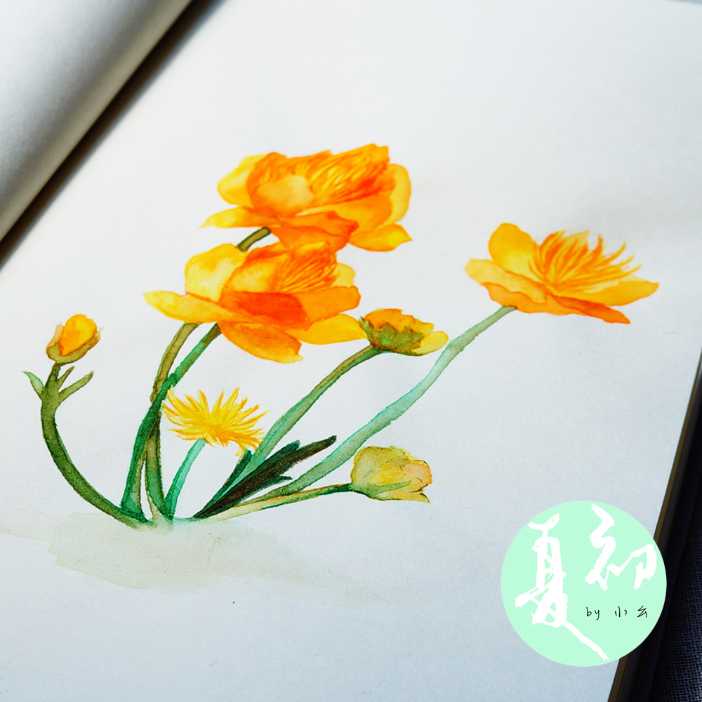 5月7日亚洲金凤花asiatic Globeflower 慈善almsgiving 堆糖 美图壁纸兴趣社区