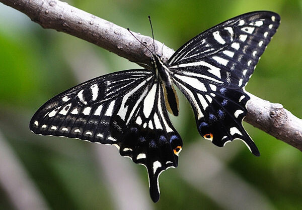 柑橘凤蝶papilio Xuthus 柑橘凤蝶 又名橘黑黄凤蝶 橘凤蝶 黄菠萝凤蝶 黄檗凤蝶等 属鳞翅目凤蝶科 幼虫喜欢的食草是芸香科的柑橘 植物及食茱萸 在所有凤蝶中 柑橘凤蝶这名字最为特殊 因它是唯一与食草同名的蝴蝶 该虫中国各柑橘区均有 危害柑橘和山椒等 柑橘凤