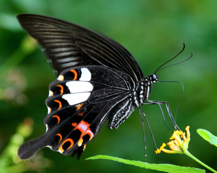 玉斑凤蝶玉斑凤蝶papilio Helenus Linnaeus 1758 别名白纹凤蝶 其下翅两块白斑似两个背对背打坐的小和尚 酷似日本小和尚一休 故称 一休蝶 佛蝶 堆糖 美图壁纸兴趣社区