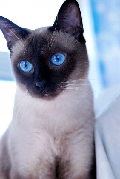 暹罗猫,,蓝眼睛毫无抵抗力,,,瞬间治愈