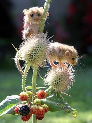 adorable, orphaned baby dormice climb a blackberry bush for