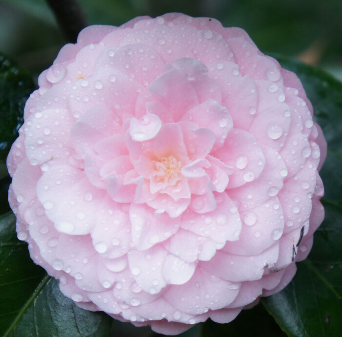 素材类别:粉茶花 花草植物 唯美花朵 娇艳的粉茶花图片,粉茶花,花草