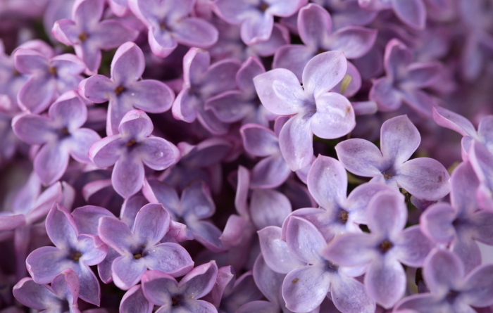 素材类别:紫色丁香花 鲜花 花草植物 紫色丁香花盛开图片,紫色丁香花