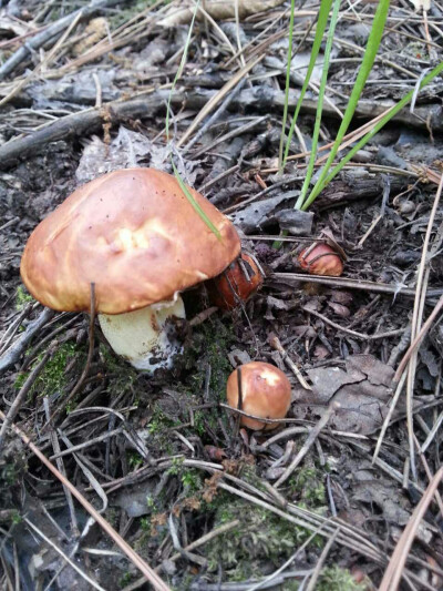 野生松蘑 蘑菇
