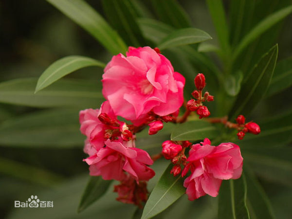 夹竹桃(nerium indicum ),植物界被子植物门双子叶植物纲捩花目夹竹桃