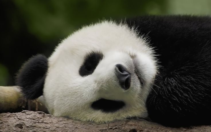 一到暑假就犯困