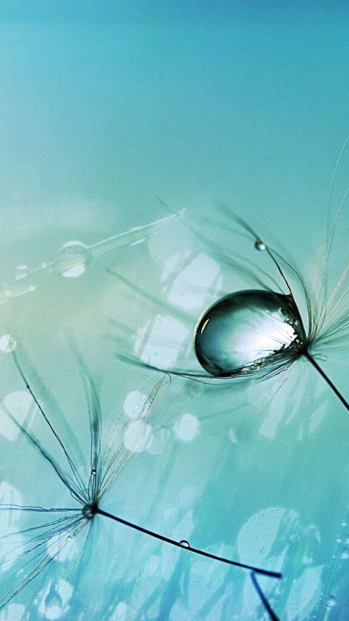 晨露 景物 植物 高清壁纸 Iphone 可爱 插画 爱情