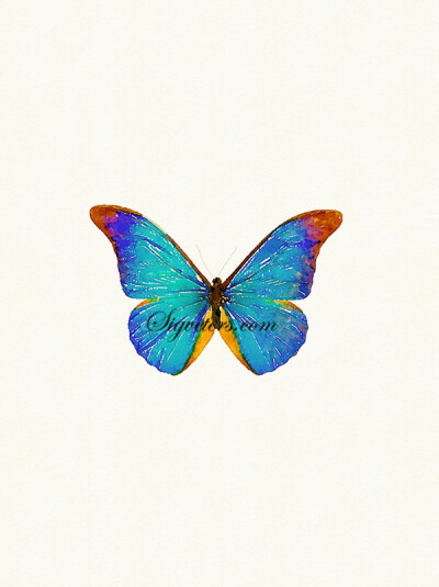 sigveters 西格的思维 手绘水彩水粉插画 动物系列 蝴蝶蓝萤