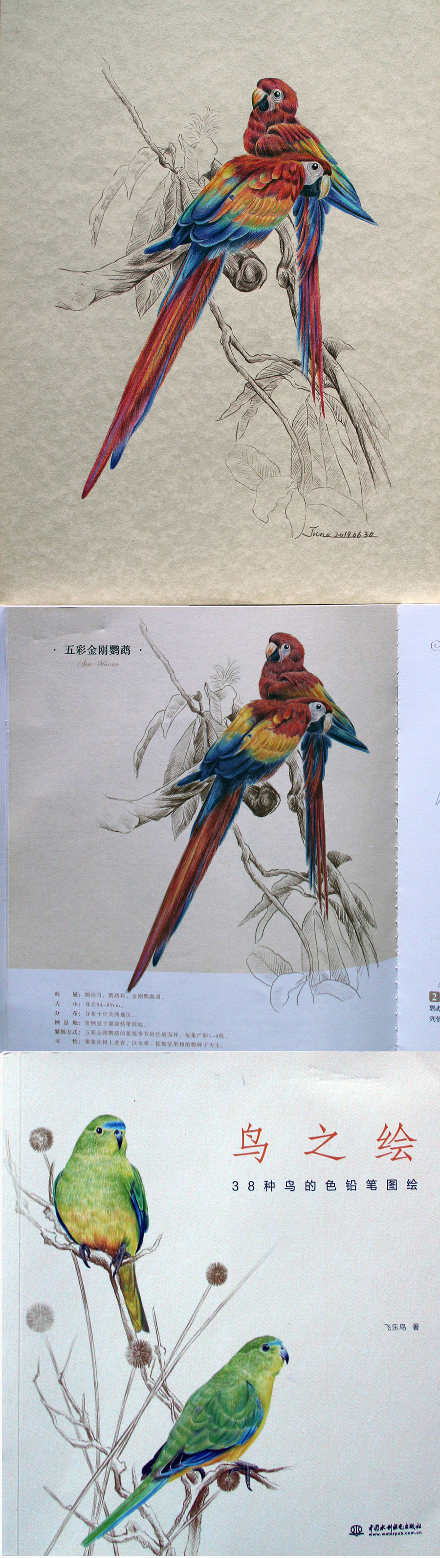 活动第5期主题"彩铅—动物的萌世界 画的是"鸟之绘"