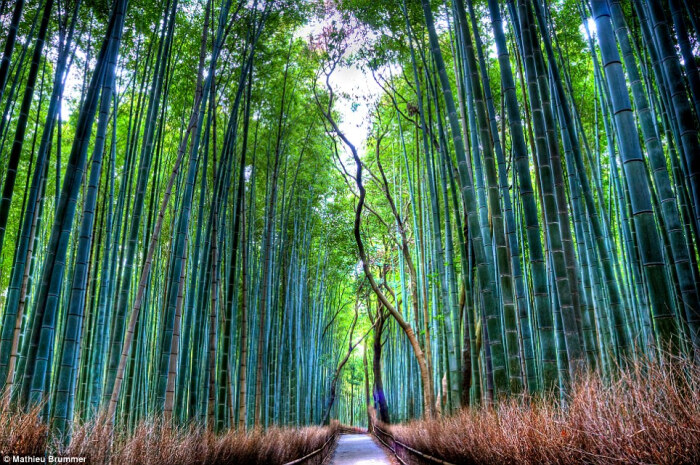 惊人的景象 佐加野竹林位于京都的佐加野岚山 是一个有着通往其中心道路的美丽森林 堆糖 美图壁纸兴趣社区