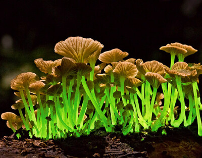 这种夜光蘑菇学名叫mycena lucentipes,通常生长在巴西或波多黎各雨林