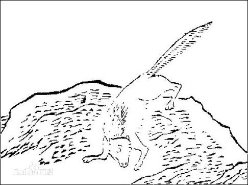 《山海经》中记载,腓腓的样子像狸,身披鬣毛,长着一条白色的尾巴,饲养
