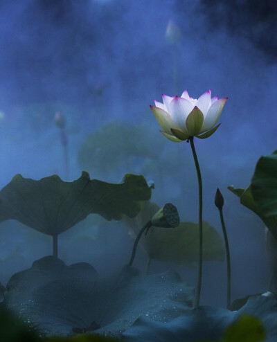 【美丽的中国】仙境里蓝调荷花,如梦里看花让人如醉如痴.摄于:古猗园.