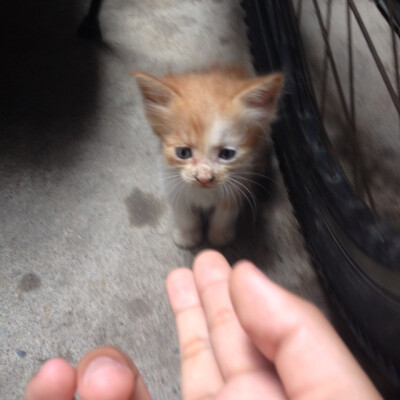 这是自家刚出生的小猫咪～ 好可爱撒