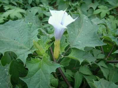 洋金花-又名颠茄花,曼陀罗,在江南农村常见,小孩误食会中毒.