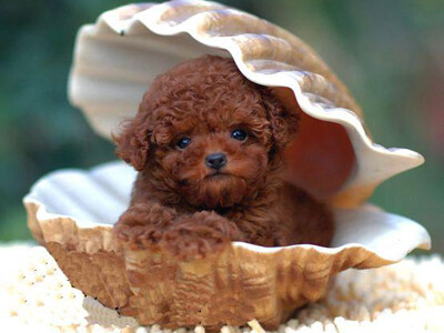 泰迪犬 英文名 Poodle 宠物饲养者发现了红色的贵宾犬种 并将传统的贵宾剪毛手法彻底的改变 把红色的贵宾狗完全由贵族的象徽改造成平民化可爱的造型 就如真的泰迪熊玩具一样可爱 泰迪http Www Cwbst Com Taidi 堆糖 美图壁纸兴趣社区