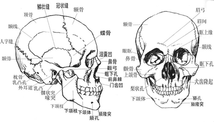 头骨解剖