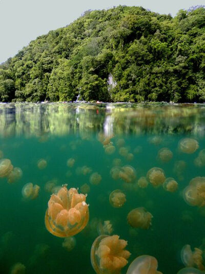 水母湖,帕劳共和国,马绍尔群岛.