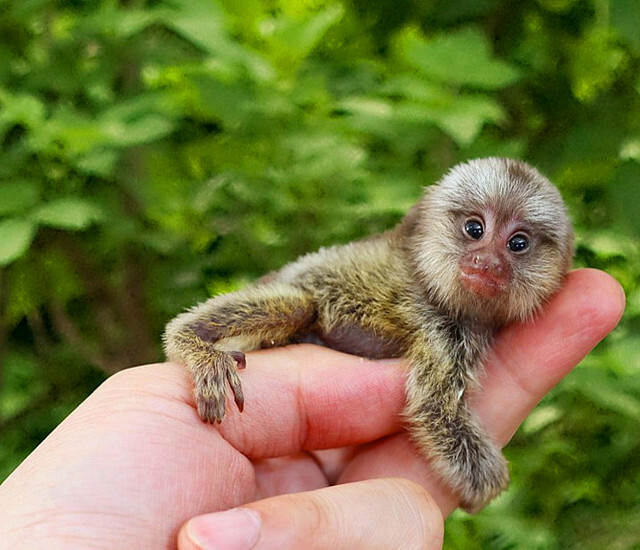 这类动物在幼年期十分小,新生侏儒绒猴只有半盎司重(约14.17克.