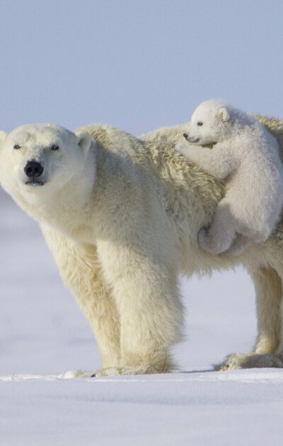 北极熊-孩儿,别爬上来