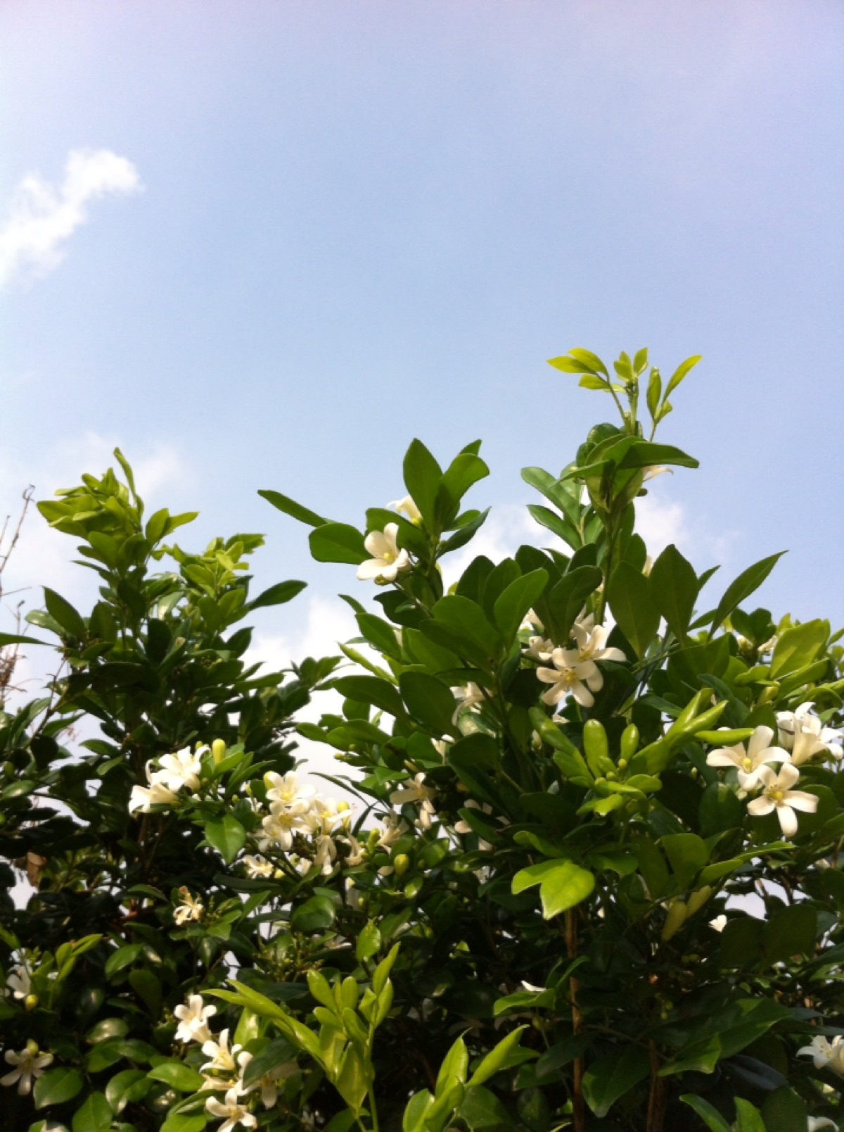 七里香的花开很美