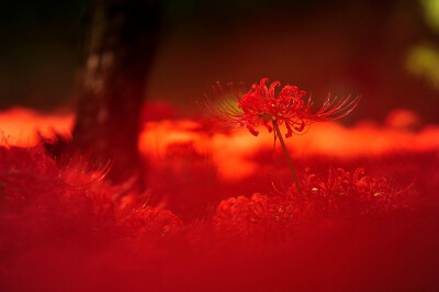 彼岸花开开彼岸,花开叶落永不见