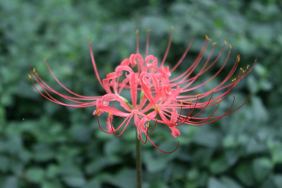 地狱之花