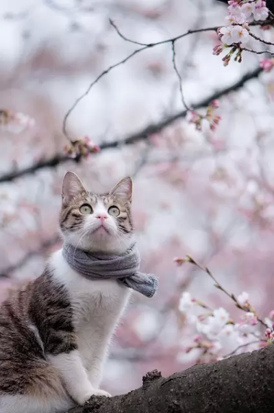 花儿与猫咪