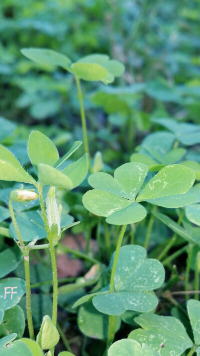 三星note3,note4;iphone 通用.一年四季的小花小草植物系列.