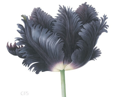 tulip black parrot 郁金香,黑鹦鹉