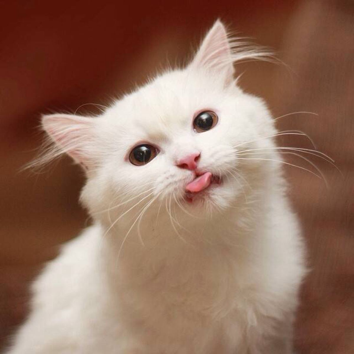 卖萌眯眼的可爱小猫咪橘猫舔舌头