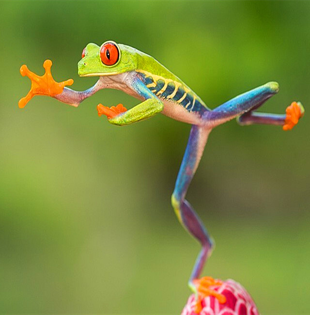 生活在中美洲热带雨林哥斯达黎的红眼树蛙是一种夜行性动物,能跳出