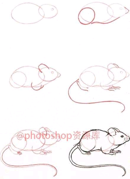动物 老鼠的简单画法