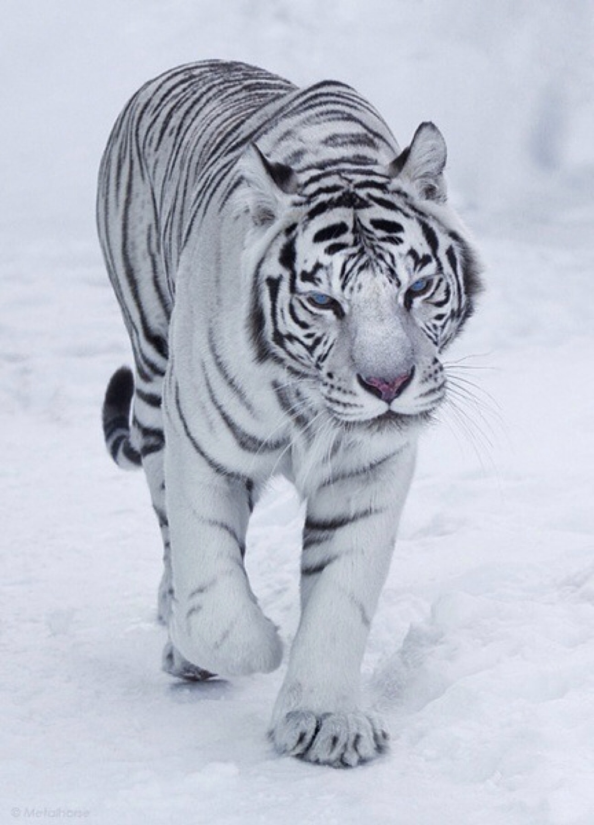 白虎—动物图片—美图美秀