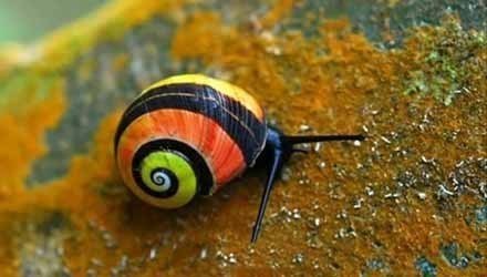世界上最漂亮的陆地蜗牛这些都是生活在古巴的彩色蜗牛