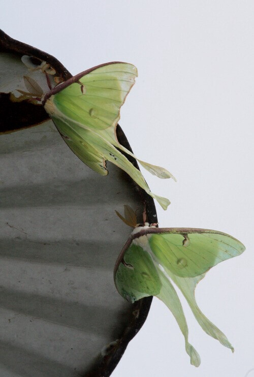 姬长尾水青蛾(学名:actias neidhoederi,又名木生长尾水青蛾,为天