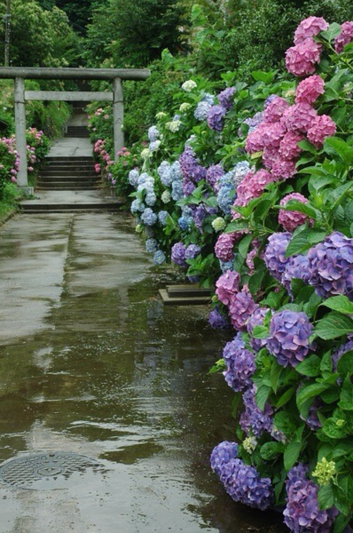 六月梅雨 日本镰仓诸寺院开满紫阳花的小径 堆糖 美图壁纸兴趣社区