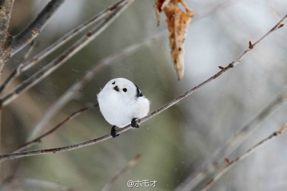 有人说银喉长尾山雀是日本独有鸟类,这个说法不对,在中国东北,华北