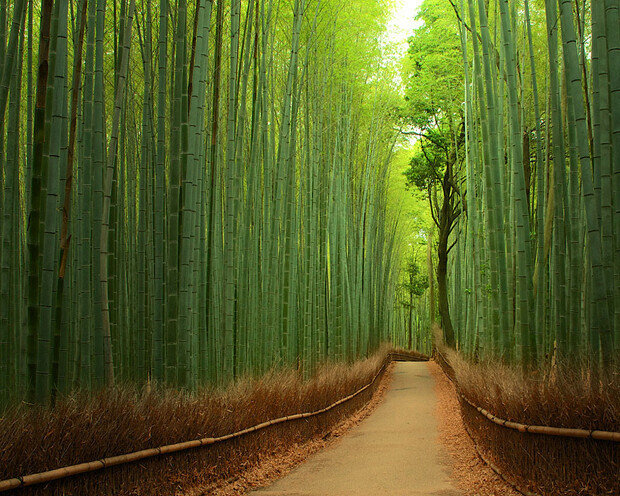 日本京都的竹径 堆糖 美图壁纸兴趣社区