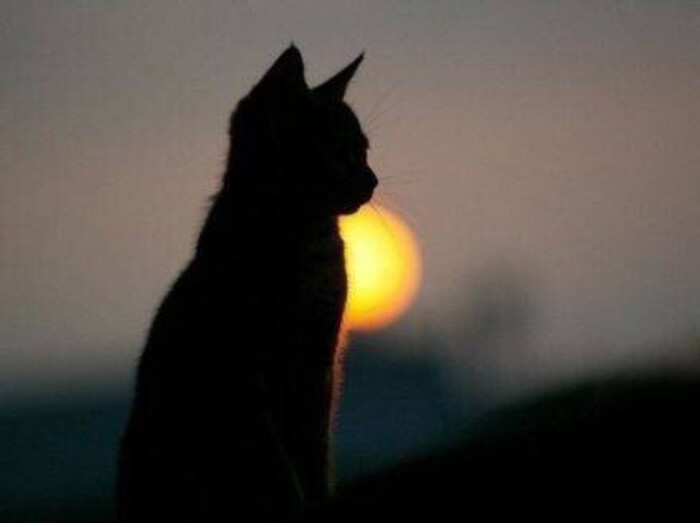夕阳下的小黑猫