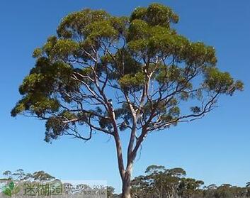 据澳大利亚当地介绍,他们国家有一种常见的树叫"eucalyptus(尤加利树