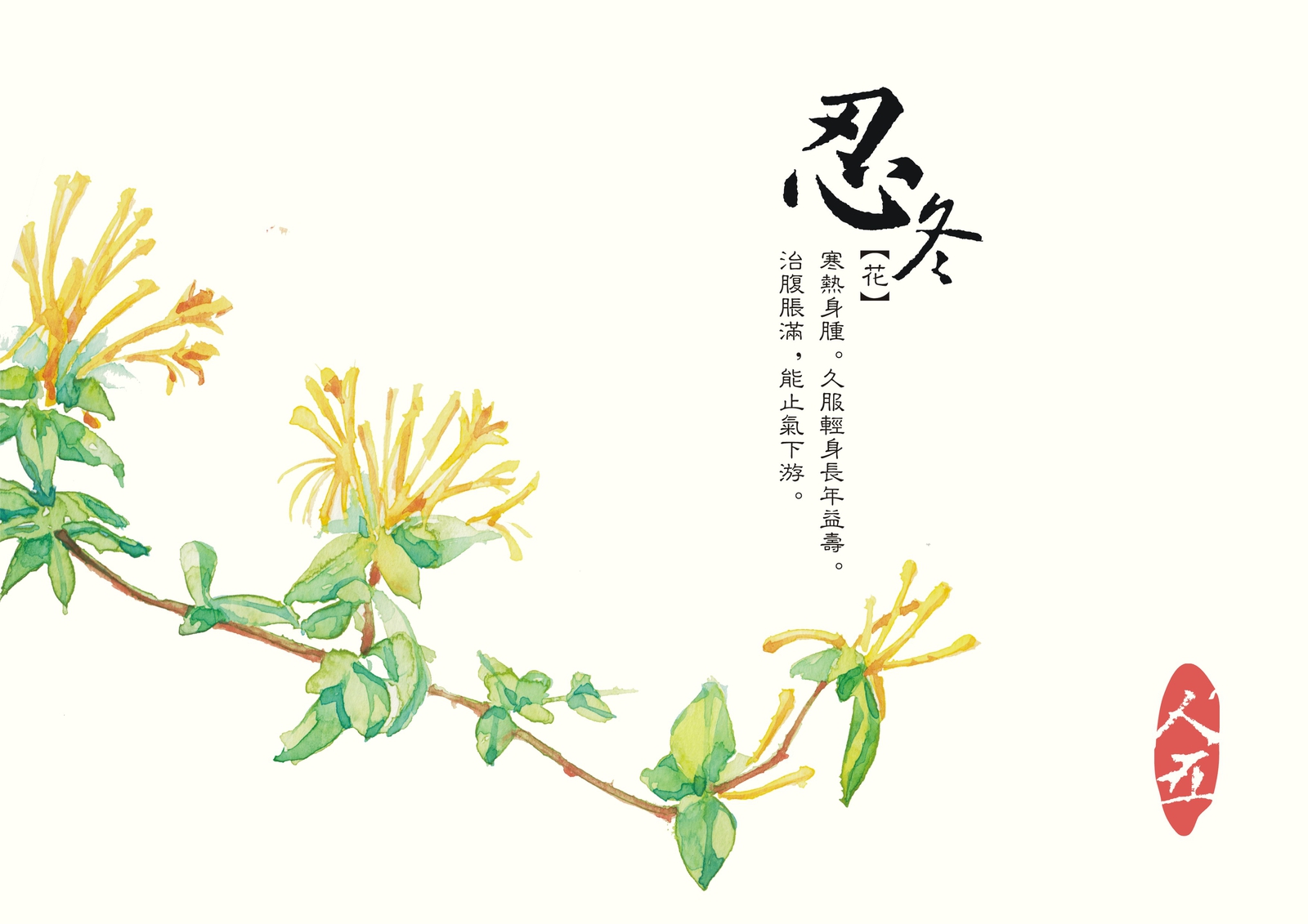 忍冬 实用部分-花 效用:寒热身肿,久服轻身长年益寿,治腹胀满,能止气