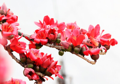 木棉——落叶大乔木 别名:红棉树,英雄树 原产地:亚热带植物,阿根廷